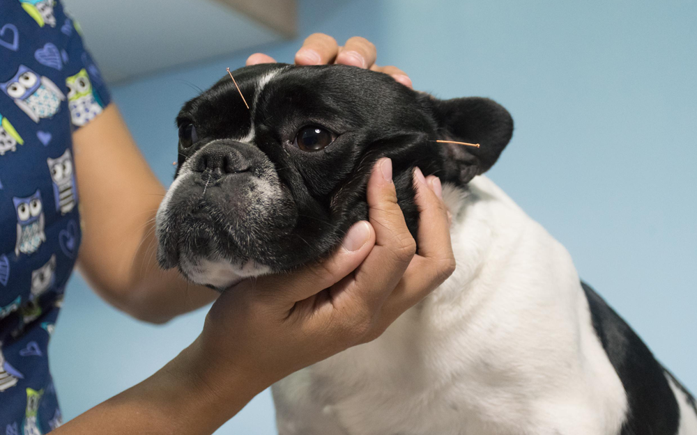 Dog - Acupuncture